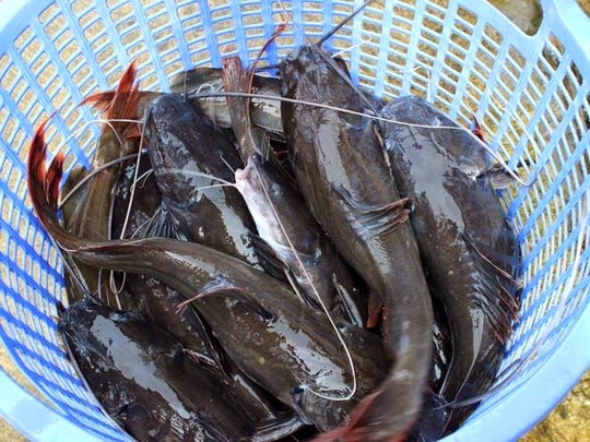 Nuôi cá lăng ở Đồng Nai thu lãi cả tỉ đồng
