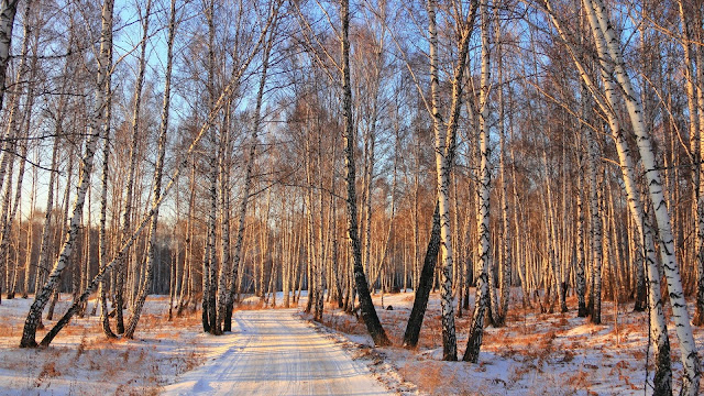 Sow Winter Forest