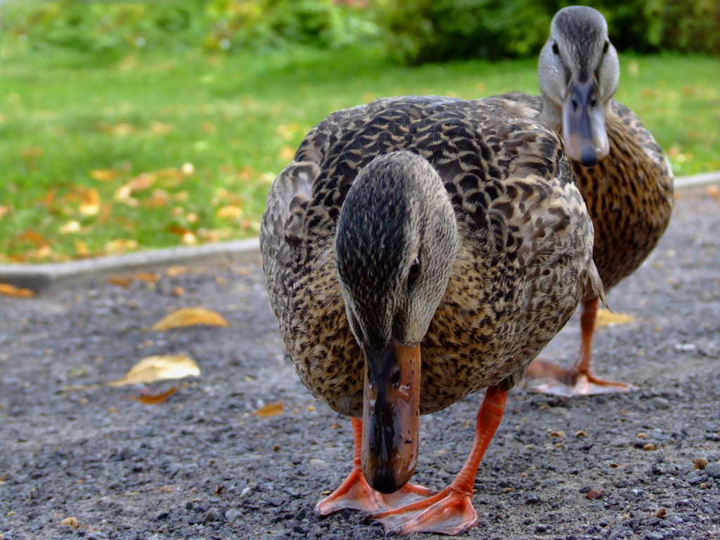 Pictures Ducks