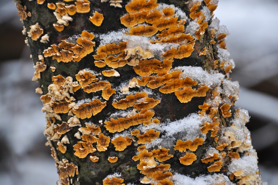 Orange Fungus on a tree