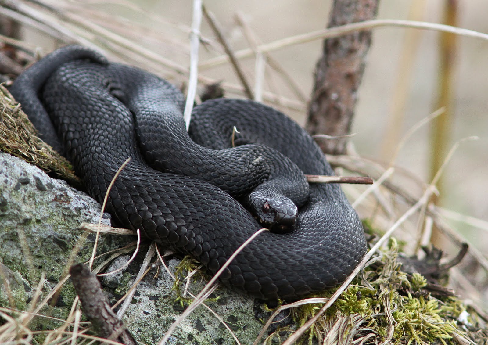 Black Adder