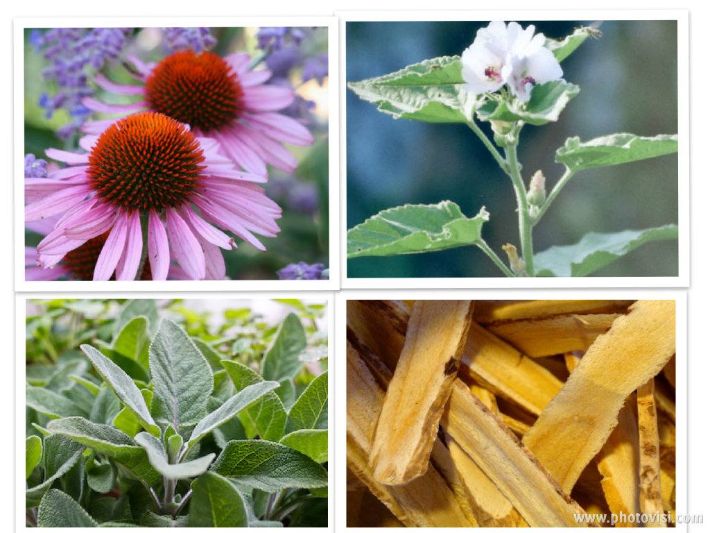 How to Ease a Sore Throat The Family Herbalist