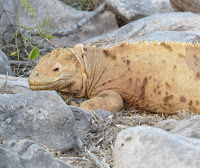 The largest of all the Galapagos land iguanas resting on a pillow on Sante Fe.
