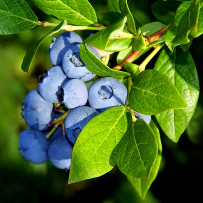 Blueberry fruits