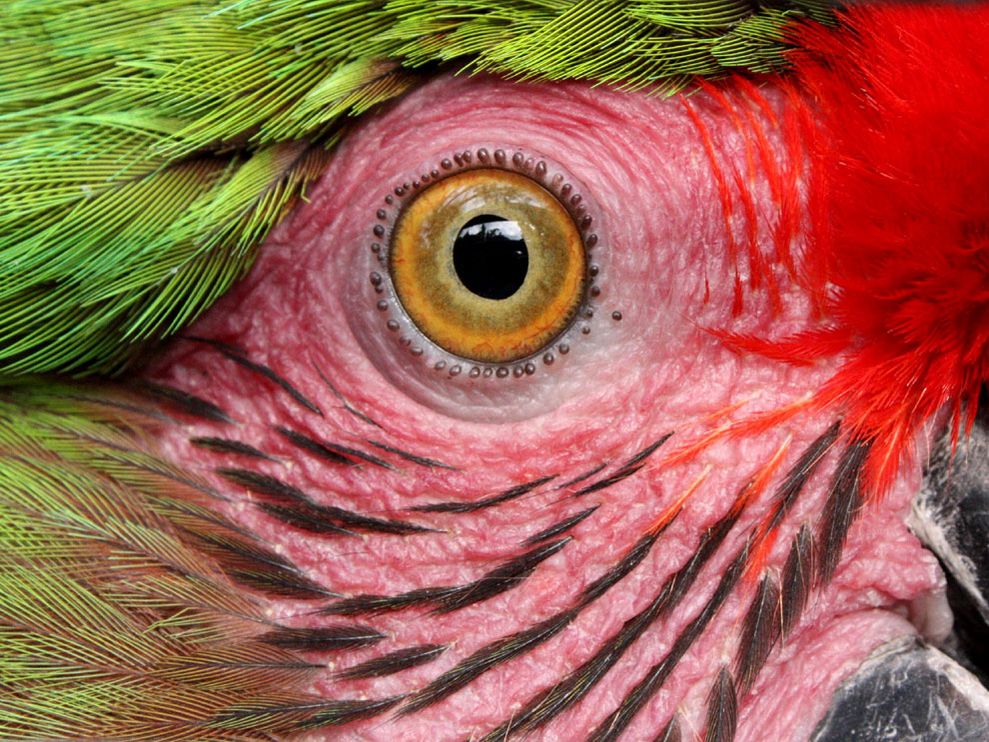 Macaw Parrot Wallpapers | Animals Library