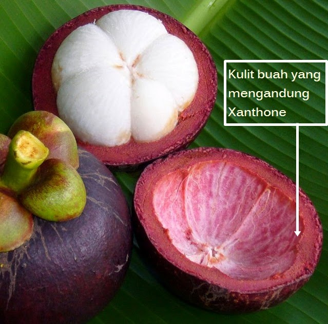 khasiat buah manggis khasiat buah manggis