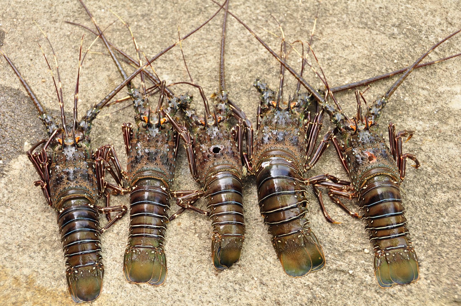 Tamarindo, Costa Rica Daily Photo Lobsters on Langosta Beach