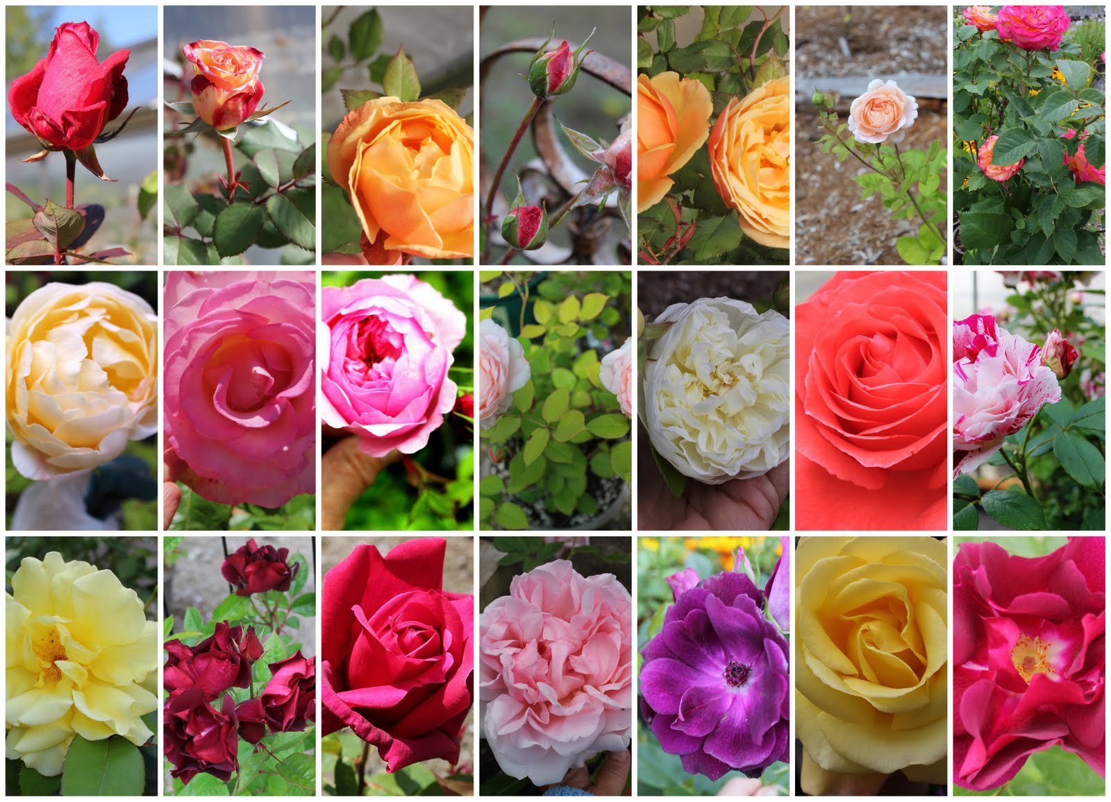 colour of roses