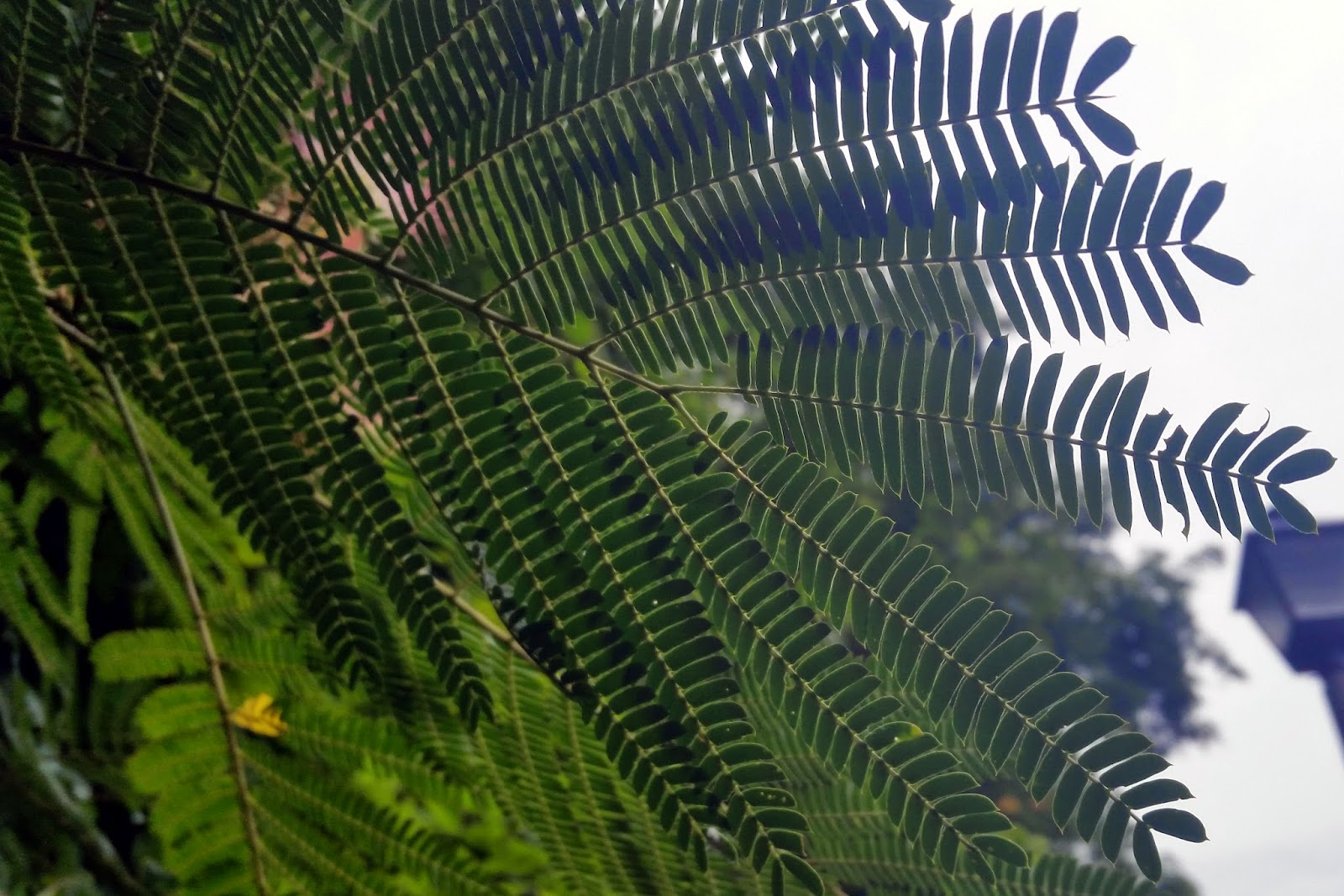 Ben's Journal Name that Tree Wispy Pink Flower Edition