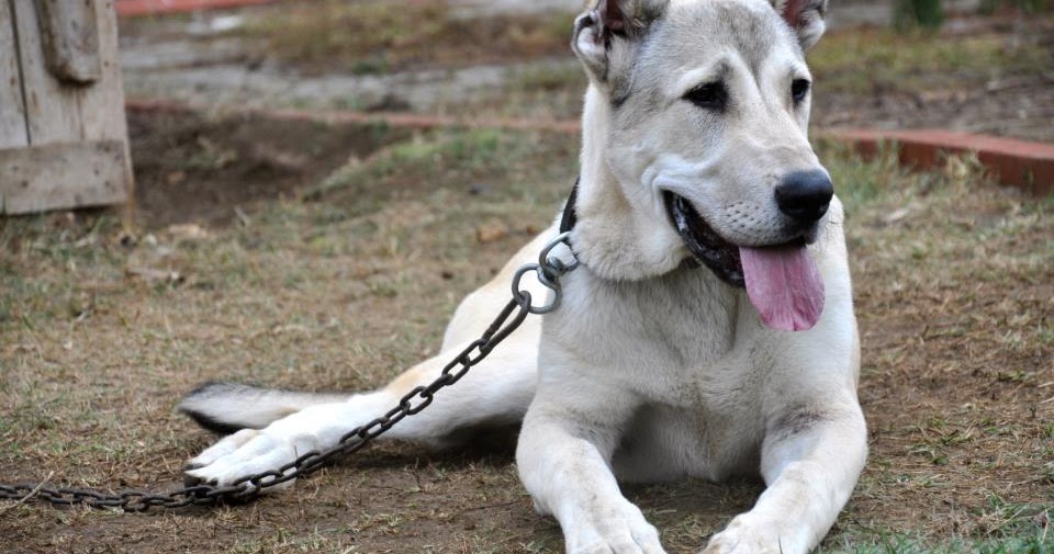 kangal sivas « Anadolu Köpekleri