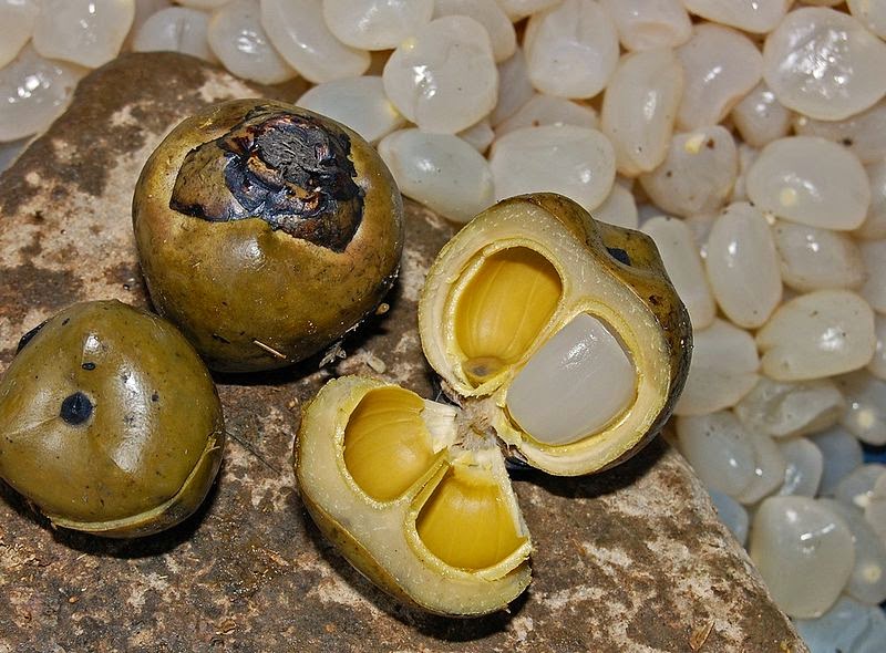 Healty Benefits of Arenga pinnata for your health