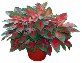 Jenis Tanaman yang bermanfaat di rumah Anda | Panjz Online