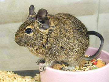 degu size