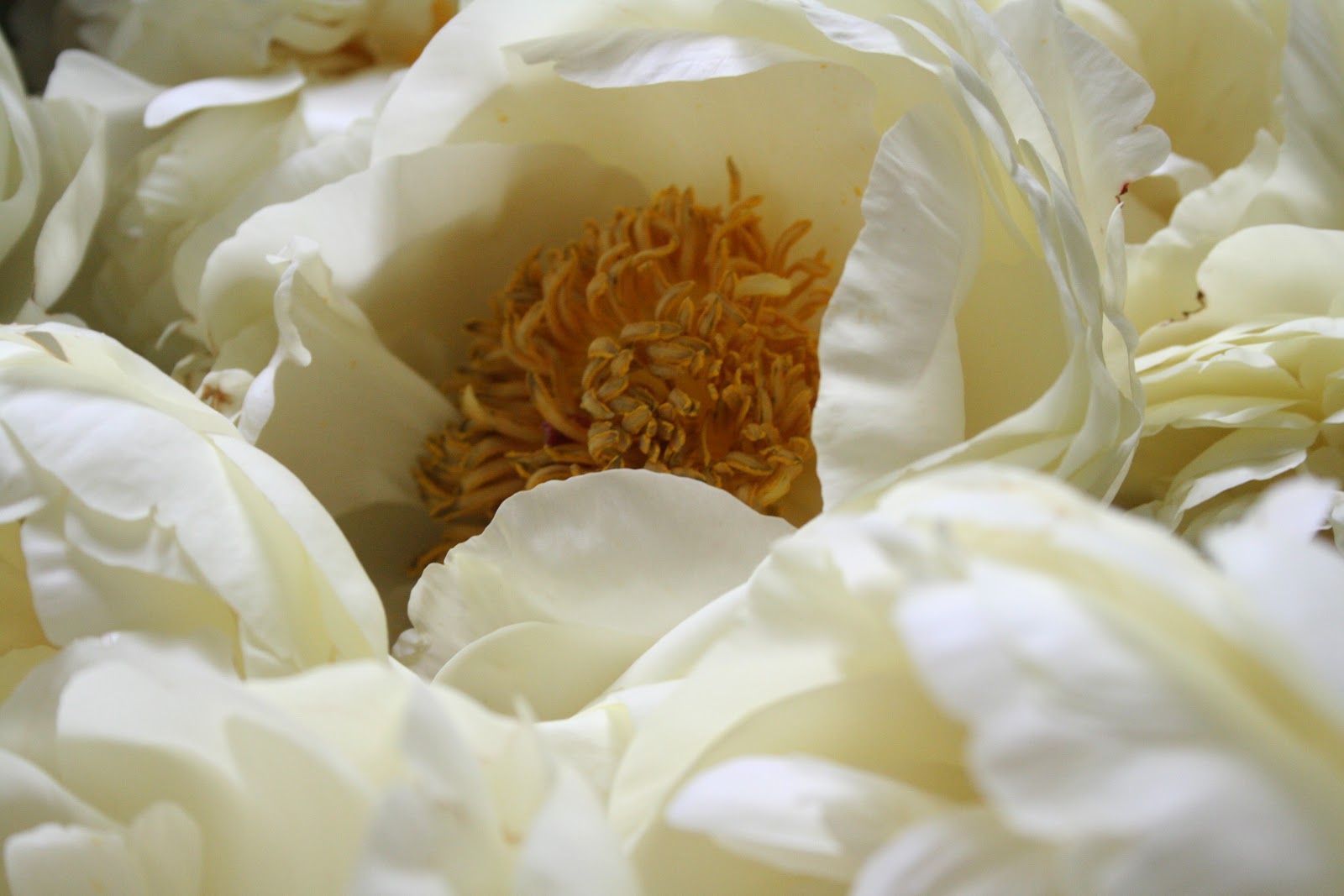 Mel & Liza Sick Flowers