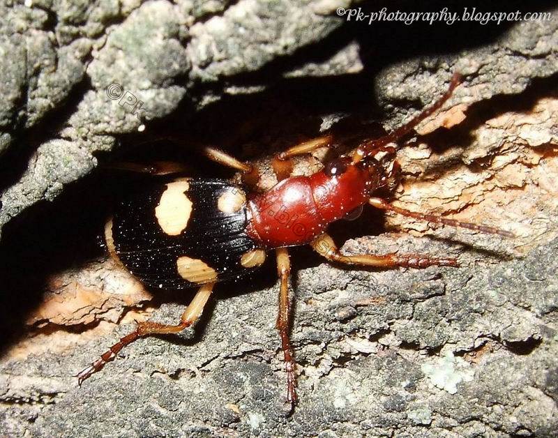 bombardier beetle facts