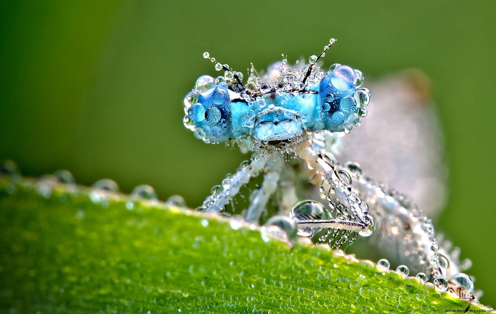 Morning Dew On Dragonfly Morning Dew On Dragonfly