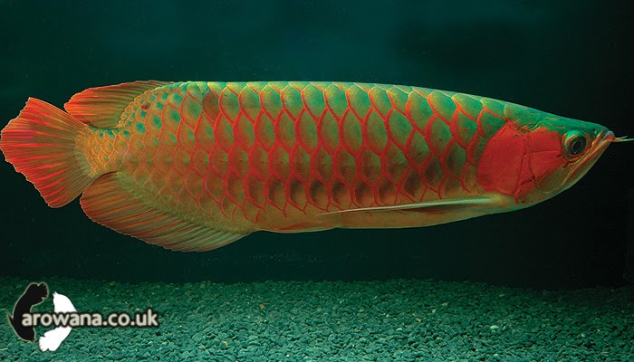 Green Base Super Red Arowanas Photos