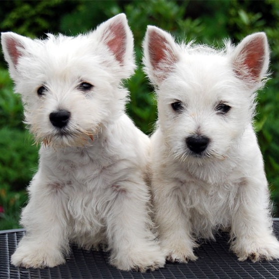 Lulúsemuá: SCOTCH TERRIER