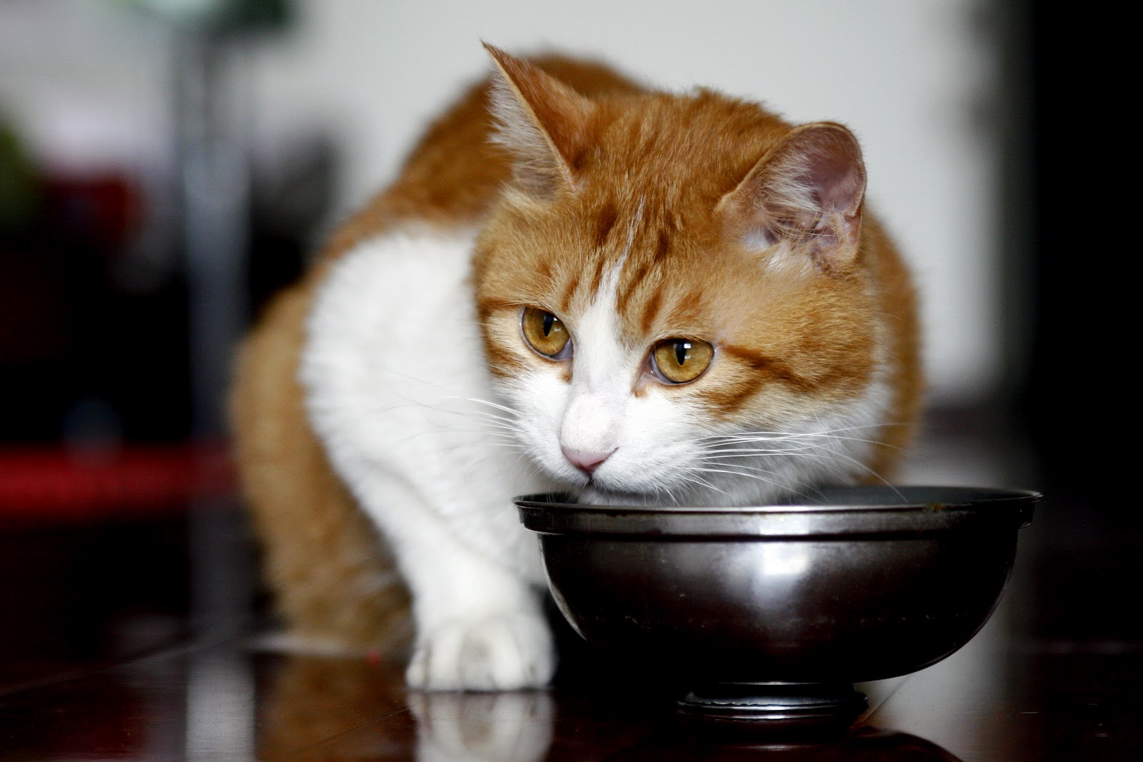 The IPWSO Blog It's always about the food...