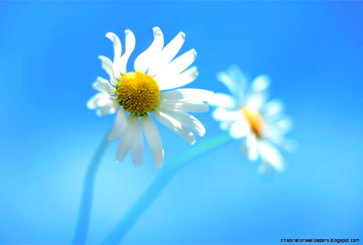 Windows 8 default wallpaper leaked The Verge Windows 8 default wallpaper leaked The Verge