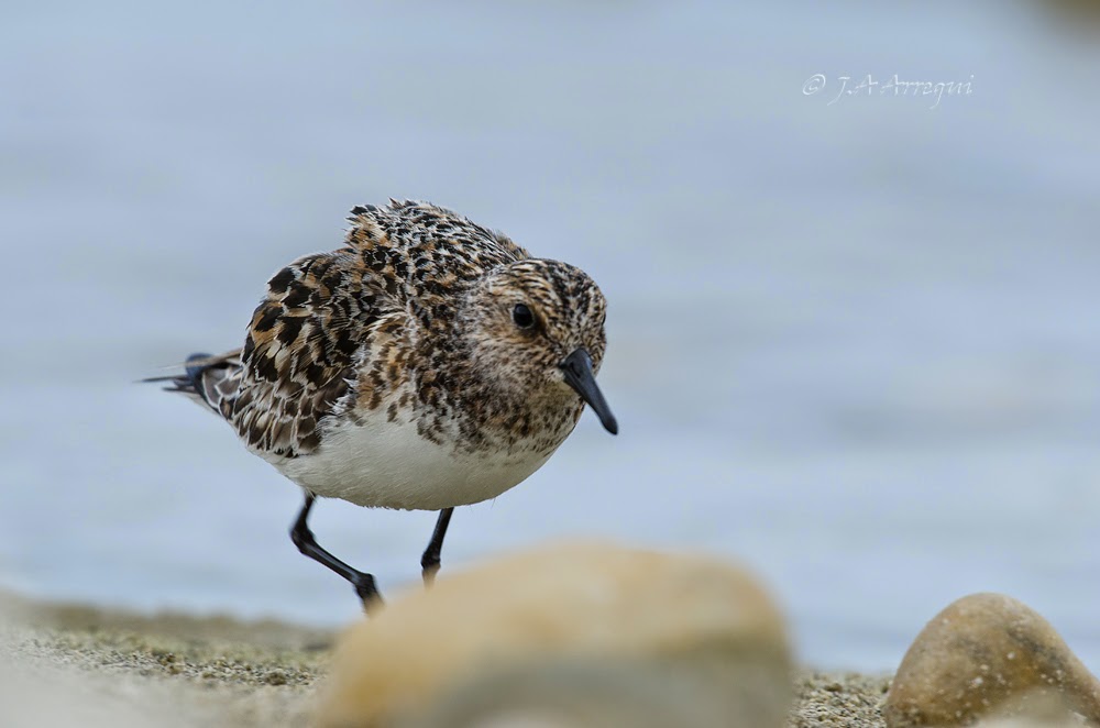 Correlimos tridactilo, Calidris alba, Sanderling Correlimos tridactilo, Calidris alba, Sanderling