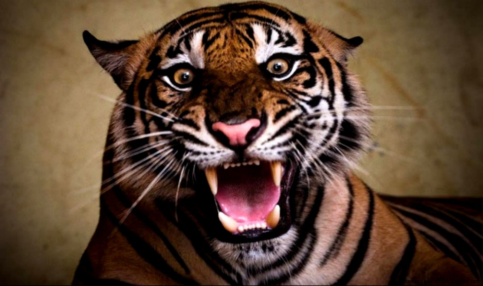 angry tigers images wallpaper angry tigers images wallpaper