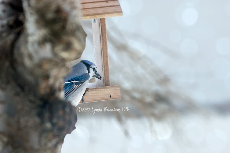 Winter bluejay photo 2014 © Lynda Bruschini-IGPC