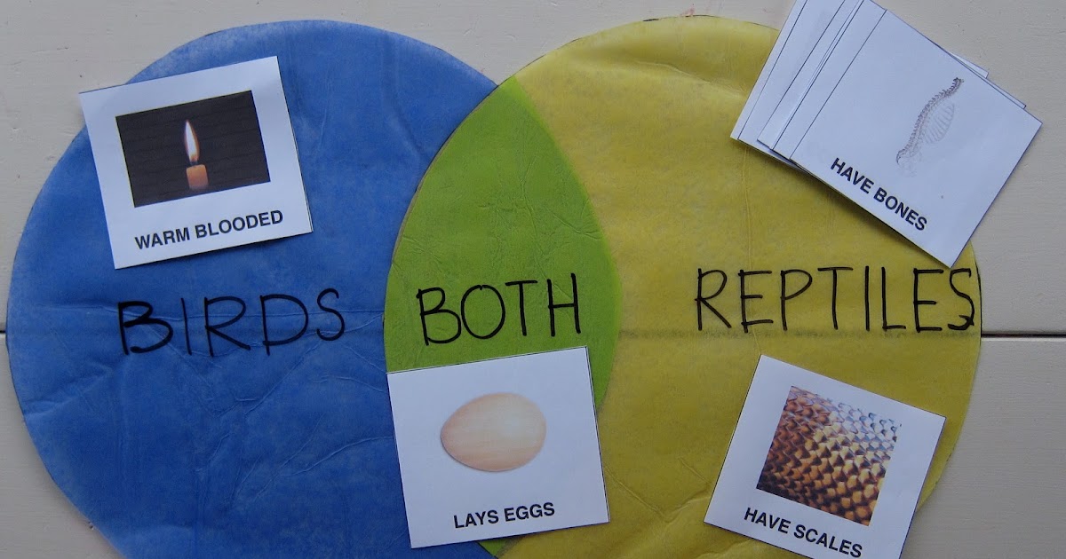 Preschool Syllabus Birds