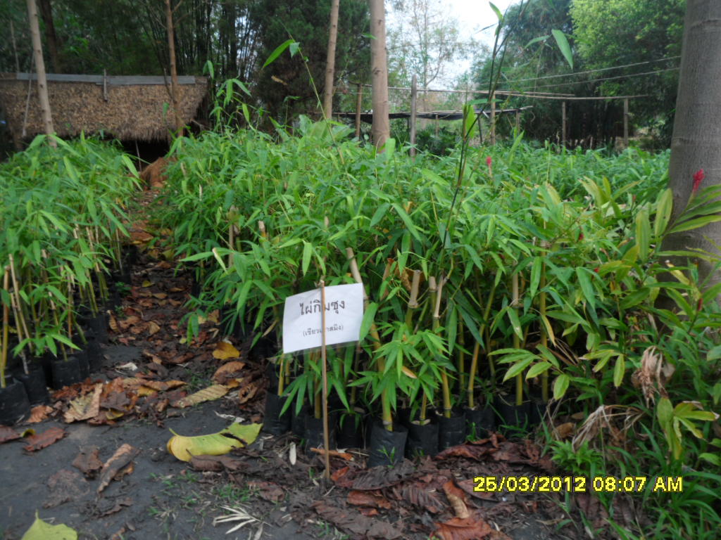 bamboo plantation