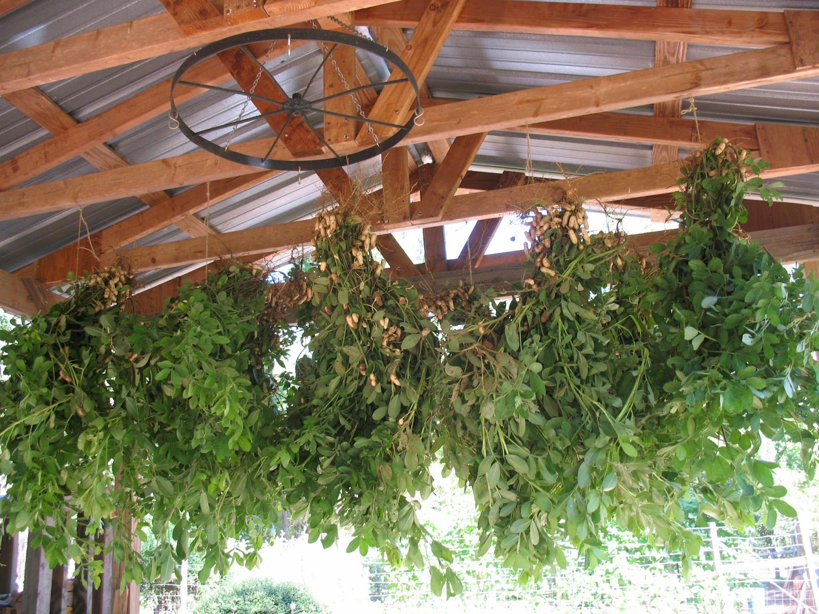 Sensible Survival Peanuts A Southern Survival Crop