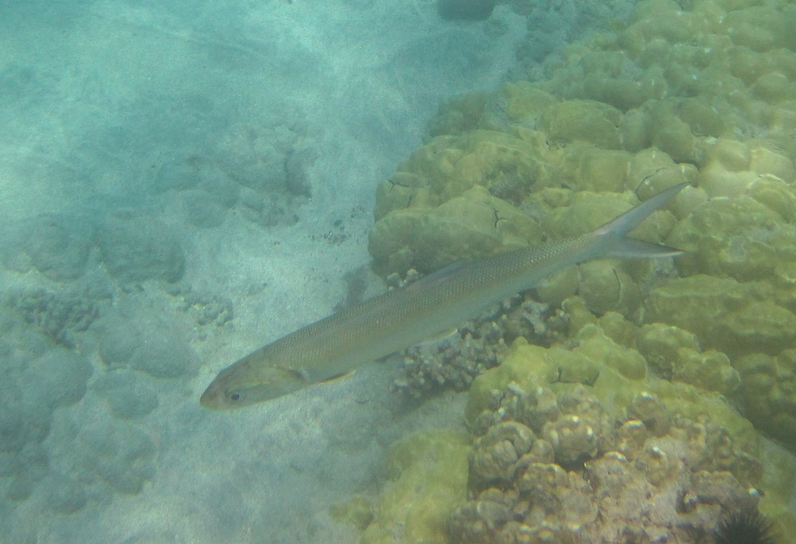 Kona Snorkeling, Fish Watching and Other Adventures Manini Beach Park