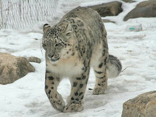 snow leopard wallpaper wild animal panthera uncia pets