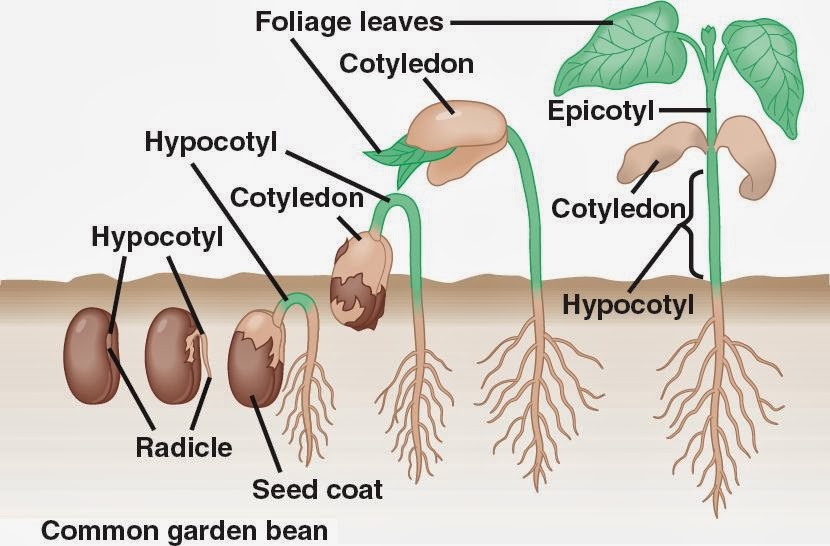 Mrs. Remis' Science Blog - 5th Grade: PLANT UNIT - VOCABULARY TERMS