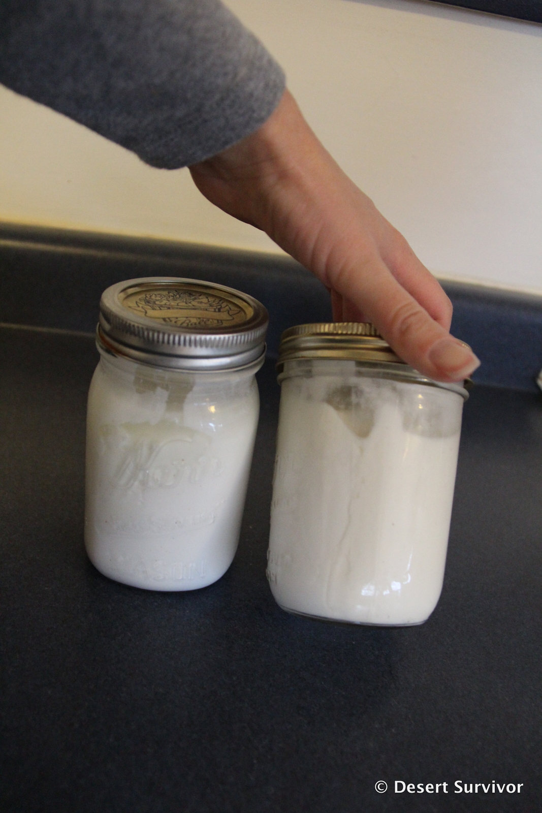 Desert Survivor The Great Homemade Yogurt Taste Test