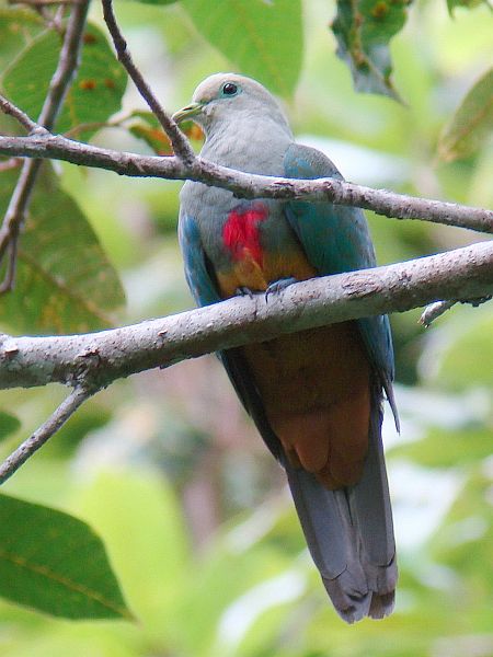 Burung Gue Informasi Tentang Burung Walik Dada Merah