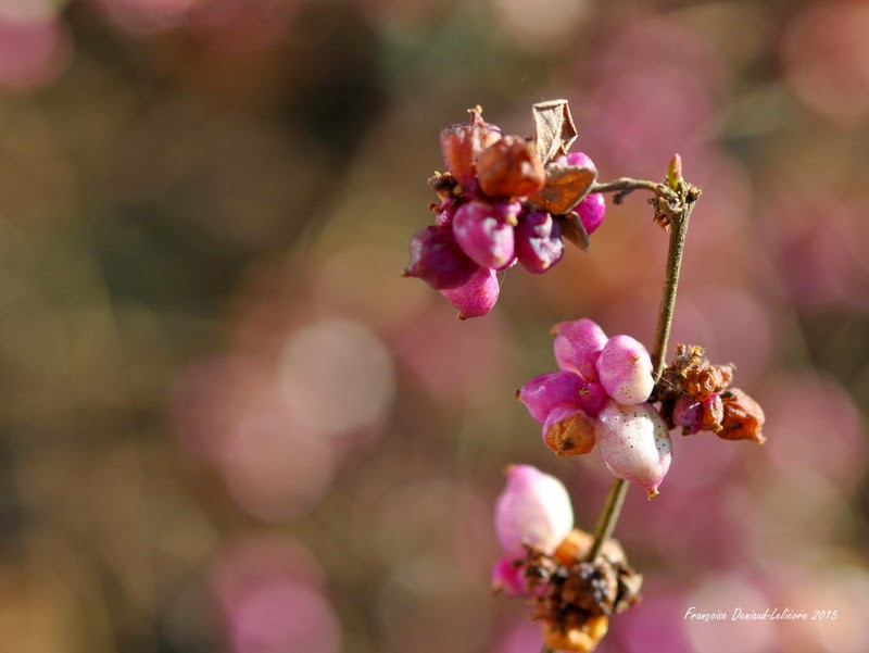 Printemps des Poètes