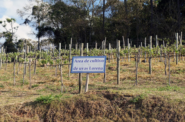 Estrada do Vinho em São Roque