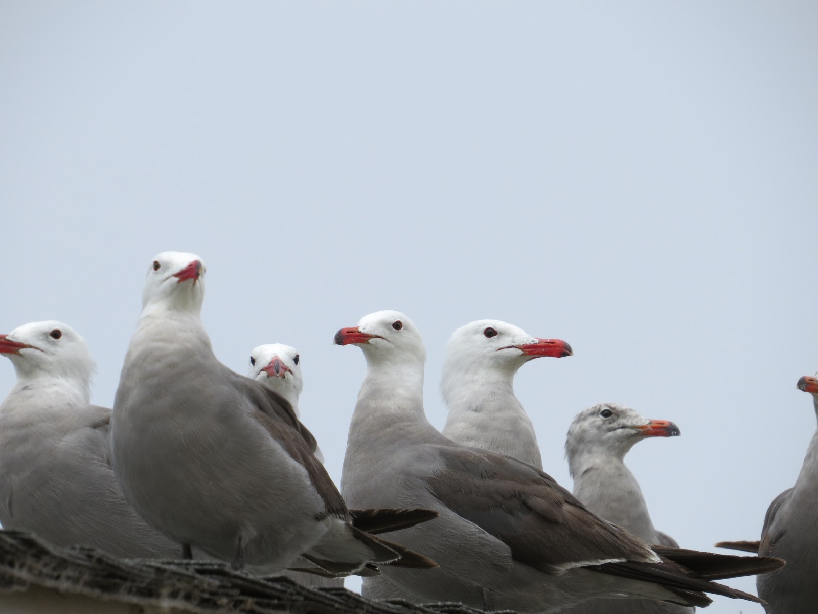 amateurnithologist: Why is a Group of Crows Called a Murder? OR How I