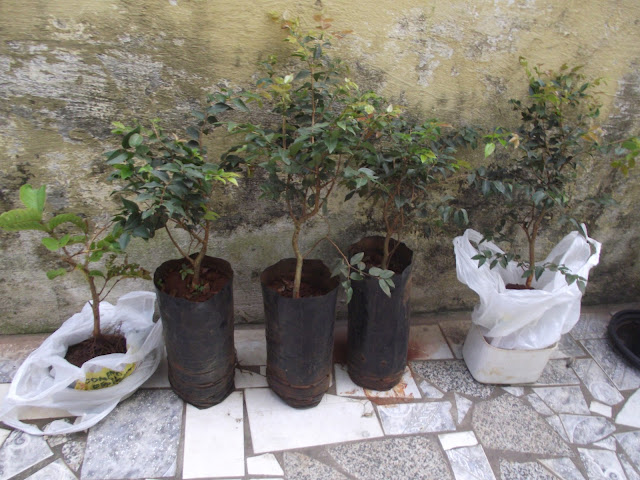 seedlings  jabuticabas from brazil Jabuticabeiras+vaso+001