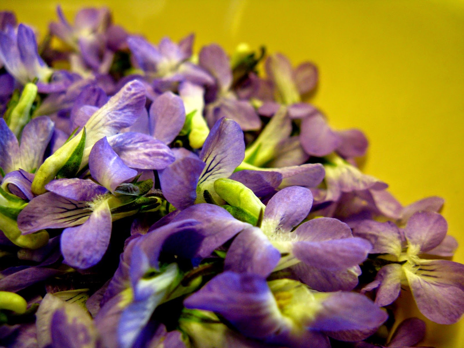 bulwary zielone violet smells like violets true