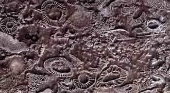отпечатки древних организмов