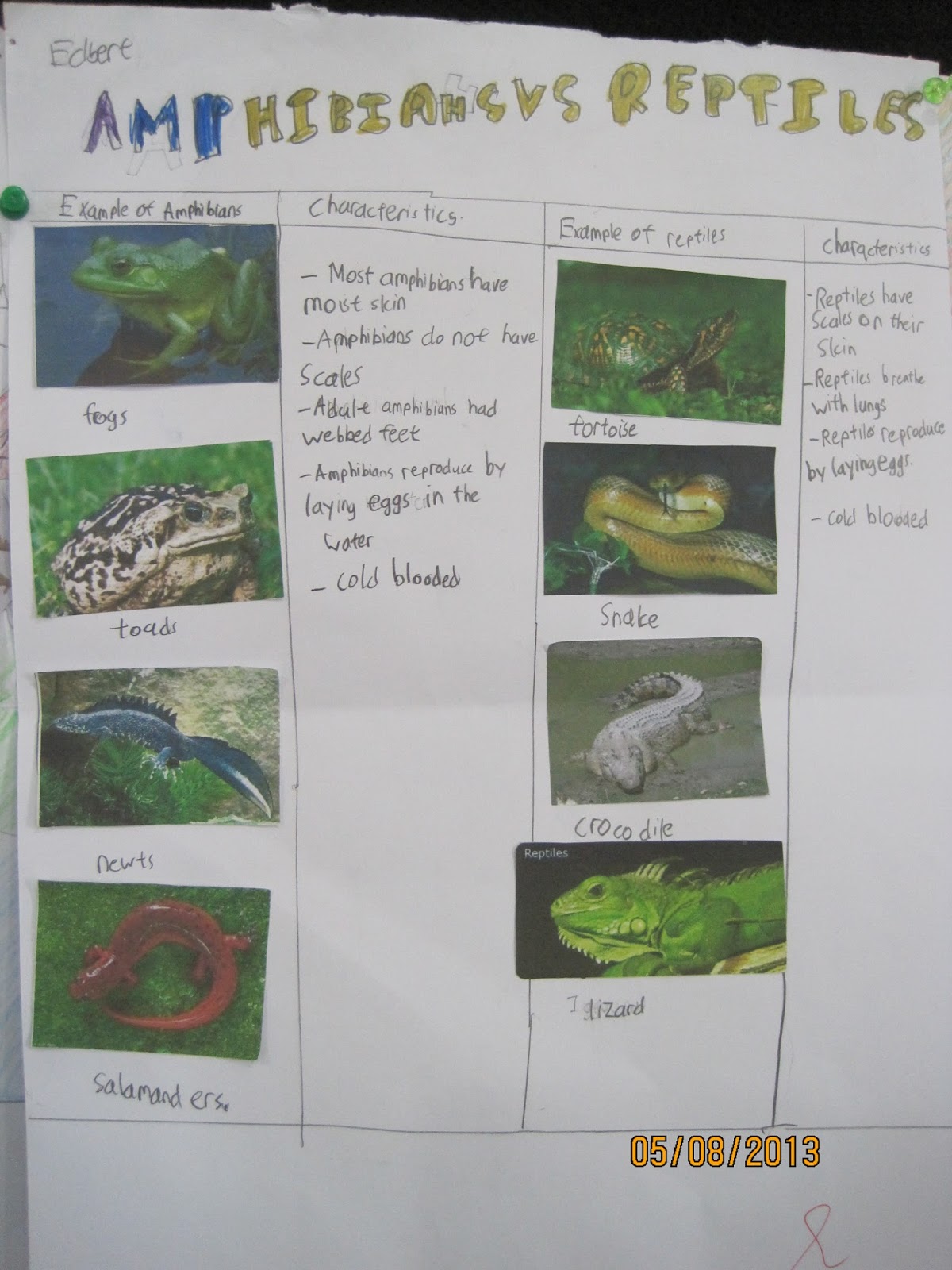 Our Fantastic Journey Of Learning: Reptiles Vs Amphibians