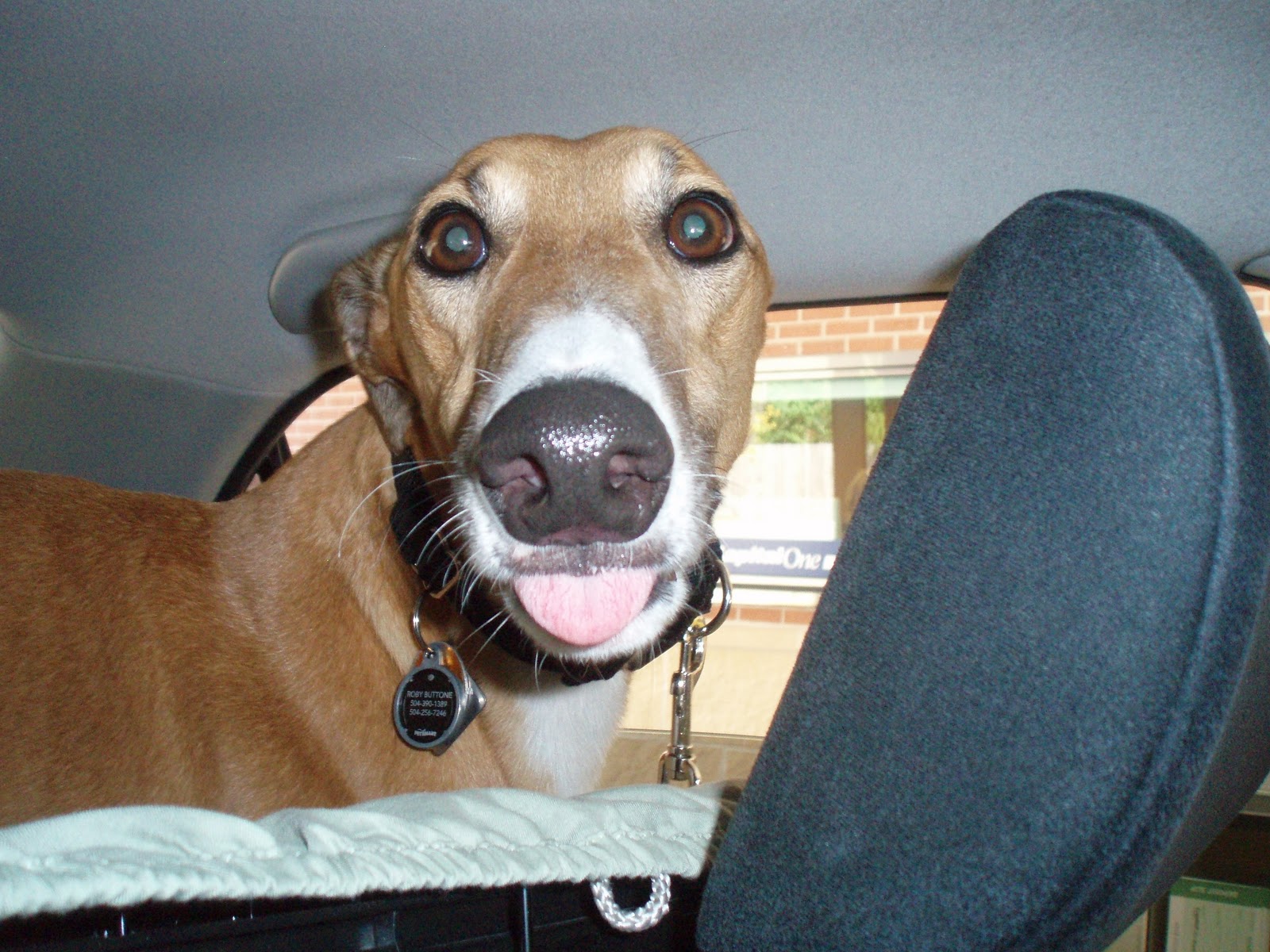 At Home in the Dome Greyhound Adoption