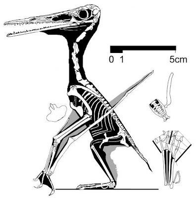 Pterodactylus