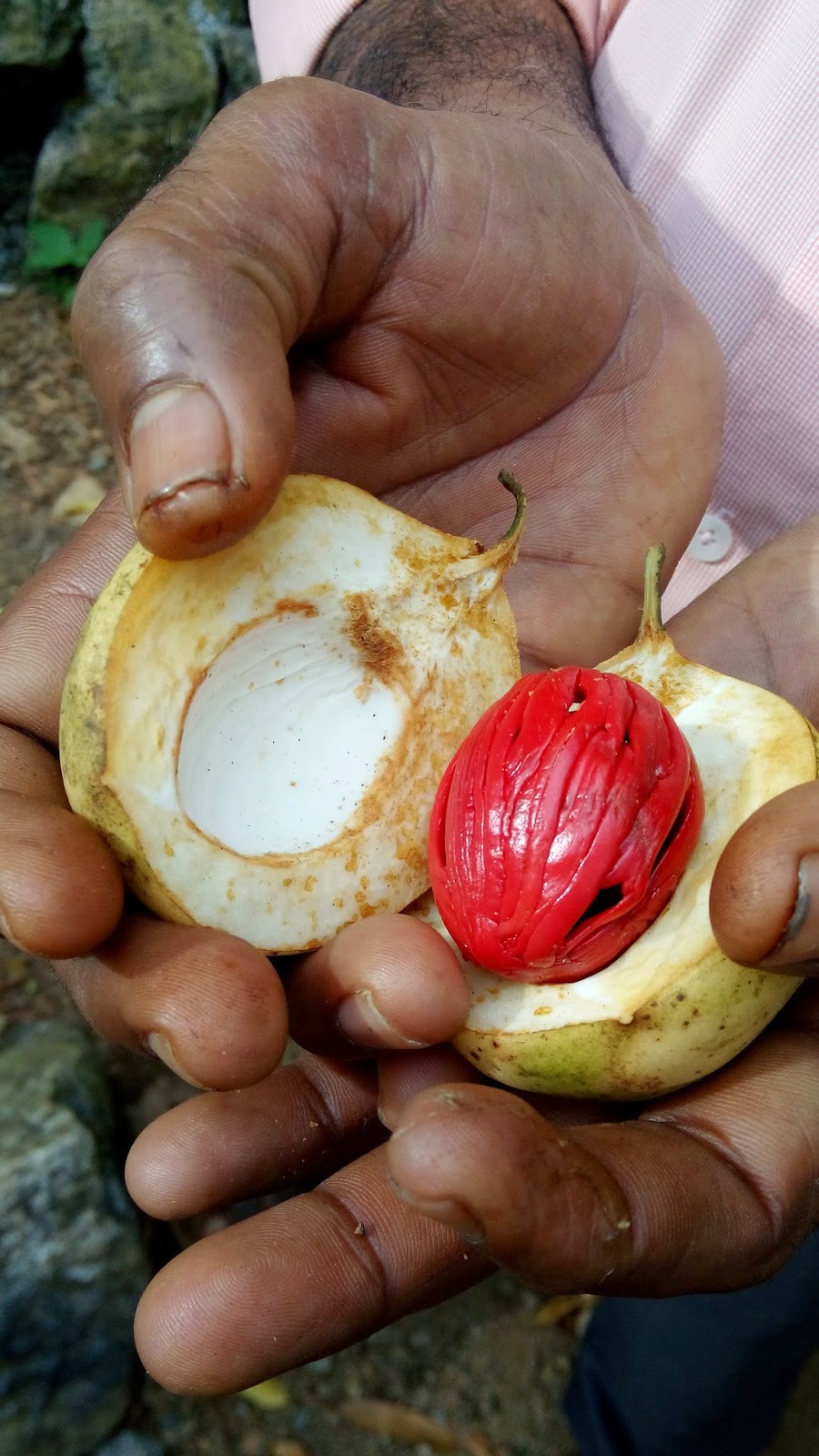 Garden Care Simplified Munnar Spices Garden Kerala Herbs and Spices