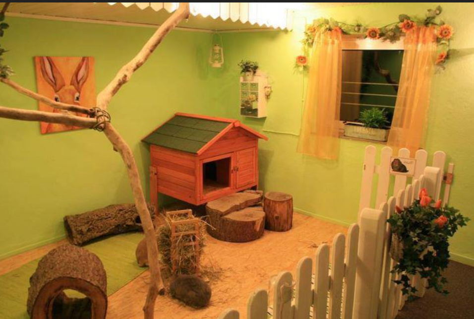 Blue Dream lapins nains Une aire pour votre lapin.