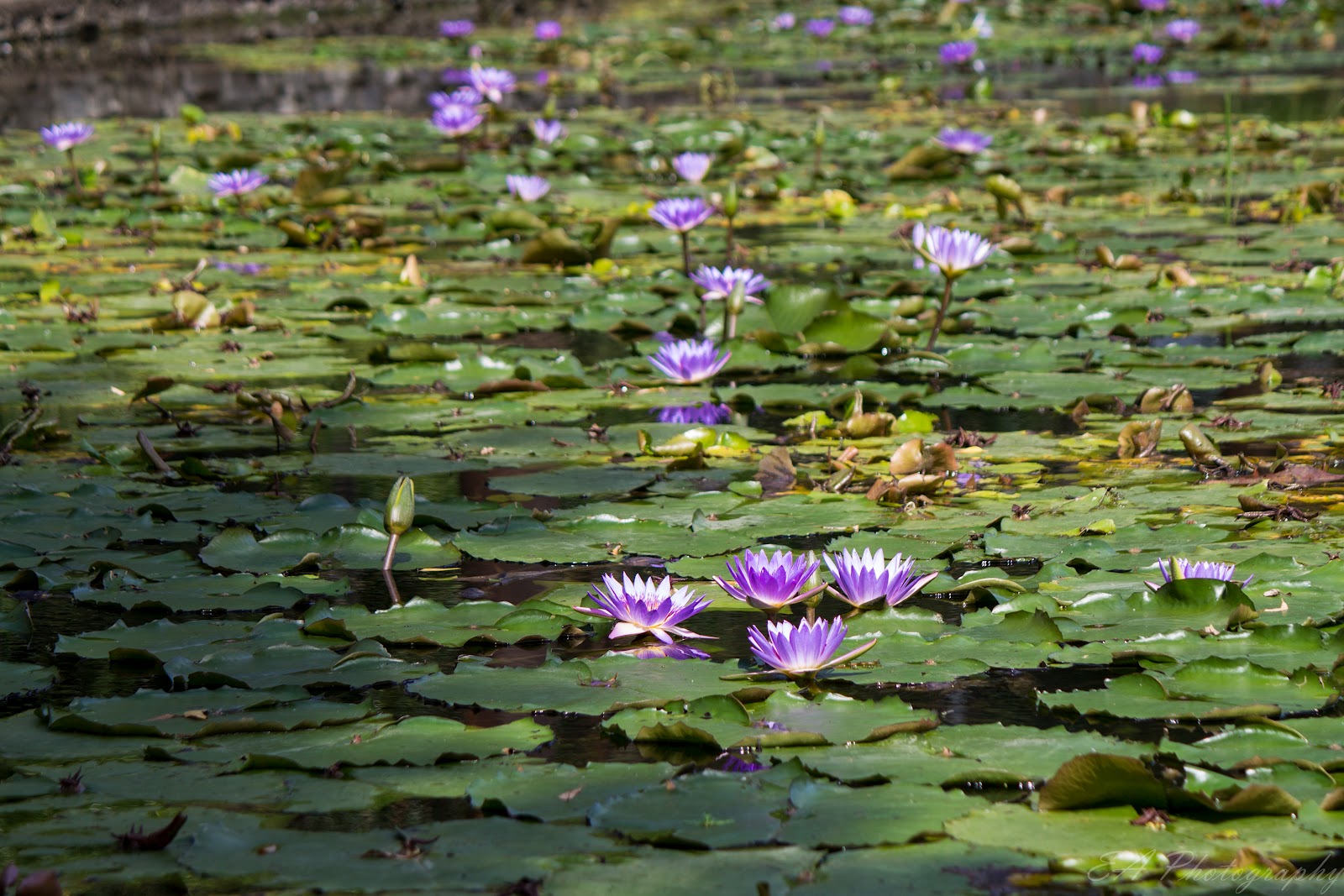 The Greatest of These is LOVE Weekend Flowers Brisbane Botanic Gardens