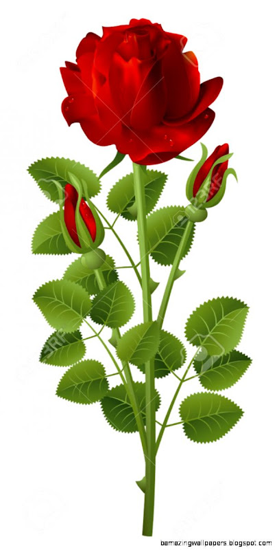 Red Rose On A White Background Royalty Free Cliparts Vectors And Red Rose On A White Background Royalty Free Cliparts Vectors And