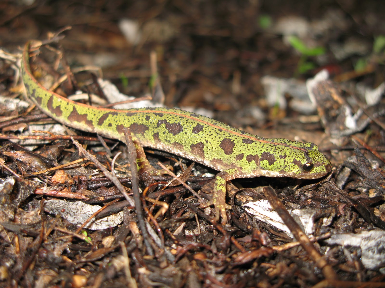 El blog de Javier Atrio: Tritones