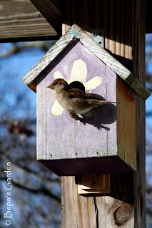 Bepa's Garden: Building a Backyard Habitat: Birdhouse Plans